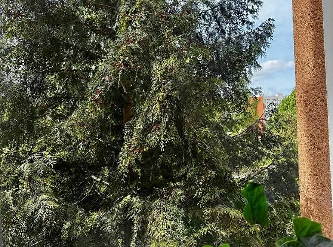 Проживание в семье Pastelowy *